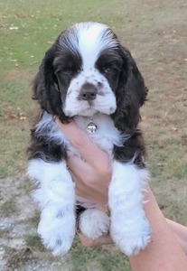 Brown & White (Orange collar)